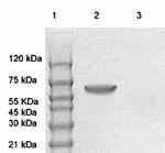 Phospho-AMPK-alpha (Thr172) Antibody in Western Blot (WB)