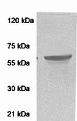 AMPK-alpha Antibody in Western Blot (WB)