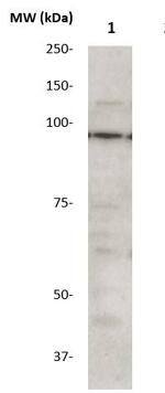 Phospho-STAT1 (Tyr701) Antibody in Western Blot (WB)