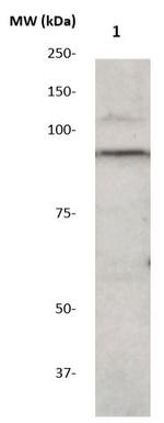 STAT1 Antibody in Western Blot (WB)
