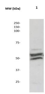 Phospho-MEK1/2 (Ser218, Ser222) Antibody in Western Blot (WB)