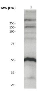 Phospho-MBP (Thr98) Antibody in Western Blot (WB)