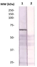 Phospho-ER (Ser305) Antibody in Western Blot (WB)
