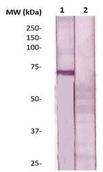 ER Antibody in Western Blot (WB)