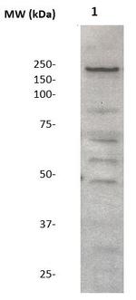 Neurofibromin Antibody in Western Blot (WB)