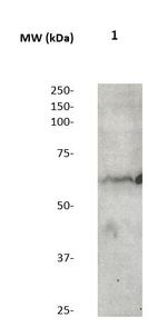 Phospho-SOX-9 (Ser181) Antibody in Western Blot (WB)