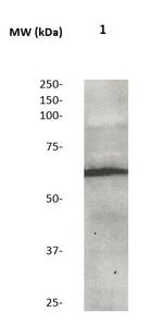 SOX-9 Antibody in Western Blot (WB)