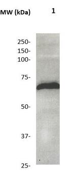 SOX-9 Antibody in Western Blot (WB)