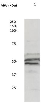 Phospho-MEK5 (MAPKK5) (Ser311, Thr315) Antibody in Western Blot (WB)