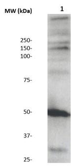 MEK5 (MAPKK5) Antibody in Western Blot (WB)