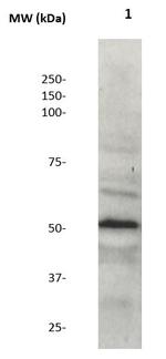 MEK5 (MAPKK5) Antibody in Western Blot (WB)