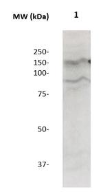 Neuropilin-1 Antibody in Western Blot (WB)