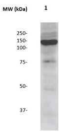 Neuropilin-1 Antibody in Western Blot (WB)