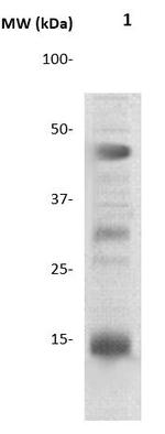 Histone H3 Antibody in Western Blot (WB)
