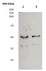 SSEA1 (CD15) Antibody in Western Blot (WB)