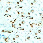 Nanog Antibody in Immunohistochemistry (Paraffin) (IHC (P))