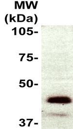 Nanog Antibody in Western Blot (WB)