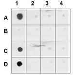 AKT1 Antibody in Dot Blot (DB)
