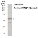 AKT1 Antibody in Western Blot (WB)