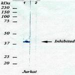 PAX8 Antibody in Western Blot (WB)
