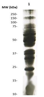 Phosphothreonine Antibody in Western Blot (WB)