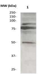 Phospho-Tau (Ser384) Antibody in Western Blot (WB)