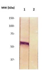 Phospho-c-Fos (Thr232) Antibody in Western Blot (WB)