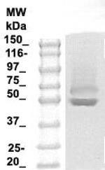 Tau Antibody in Western Blot (WB)