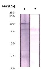 ZBTB4 Antibody in Western Blot (WB)