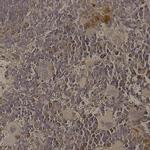 GDF-8 Antibody in Immunohistochemistry (Paraffin) (IHC (P))