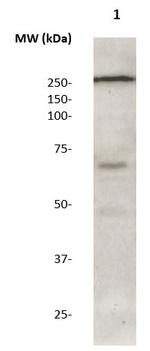 Phospho-LRRK2 (Ser1124) Antibody in Western Blot (WB)