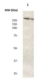 LRRK2 Antibody in Western Blot (WB)