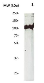 Phospho-AXL/UFO (Tyr770, Tyr812, Tyr857) Antibody in Western Blot (WB)
