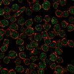 RXRB Monoclonal Antibody (PCRP-RXRB-2B6)