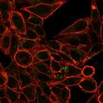 RXRG/NR2B3 (Transcription Factor) Monoclonal Antibody (PCRP-RXRG-5H4)