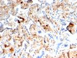S100A4/Metastasin/Calvasculin Antibody in Immunohistochemistry (Paraffin) (IHC (P))