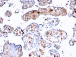 S100A4/Metastasin/Calvasculin Antibody in Immunohistochemistry (Paraffin) (IHC (P))