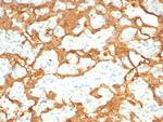 S100P/MIG9 Antibody in Immunohistochemistry (Paraffin) (IHC (P))