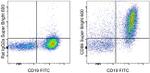 CD86 (B7-2) Monoclonal Antibody (GL1), Super Bright™ 600, eBioscience™
