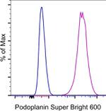 Podoplanin Monoclonal Antibody (eBio8.1.1 (8.1.1)), Super Bright™ 600, eBioscience™