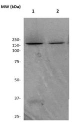 ZO-1 Antibody in Western Blot (WB)