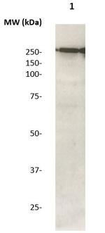 Phospho-LRRK2 (Thr1503) Antibody in Western Blot (WB)