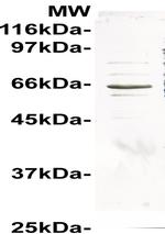 SAND2 (Mon1b) Antibody in Western Blot (WB)