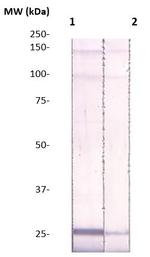 TIMP-4 Antibody in Western Blot (WB)