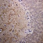 Phospho-Synuclein Alpha (Ser129) Antibody in Immunohistochemistry (Paraffin) (IHC (P))