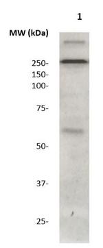 Phospho-LRRK2 (Ser955) Antibody in Western Blot (WB)