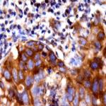 RESP18 Antibody in Immunohistochemistry (Paraffin) (IHC (P))