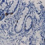 CNPY4 Antibody in Immunohistochemistry (Paraffin) (IHC (P))