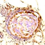 MAF Antibody in Immunohistochemistry (Paraffin) (IHC (P))