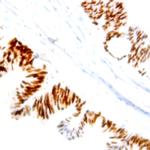 Phospho-Nucleophosmin (NPM) (Ser70) Antibody in Immunohistochemistry (Paraffin) (IHC (P))